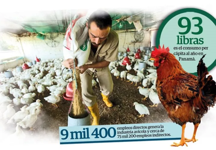 En la avicultura panameña participan un importante número de medianos y pequeños productores.