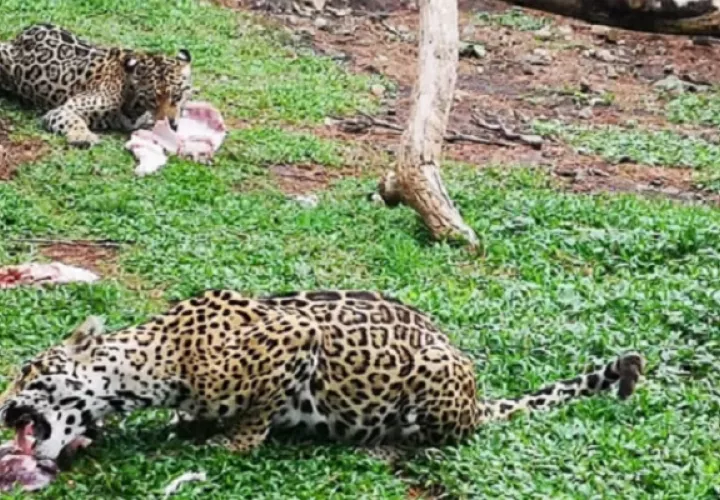 En el Níspero hay cerca de 700 animales.