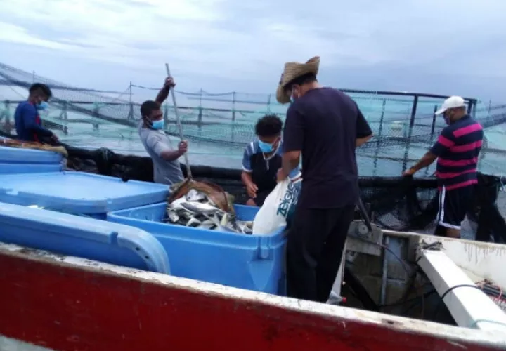 EL pescado azul (pámpano), se produce con procesos ambientales y sostenibles. Fotos: Cortesía.