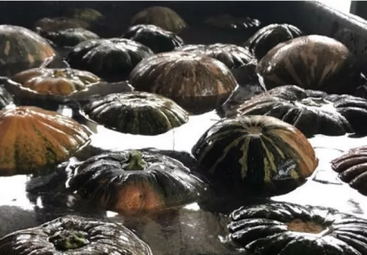 La calabaza es utilizada en estas regiones para la preparación de sopas, dulces y salcochado para sus dietas. 