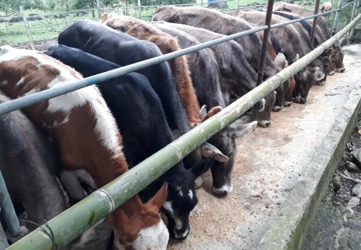 Ganaderos piden parar la importación de productos lácteos desde Costa Rica. Fotos: José Vásquez.