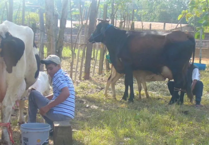 El 90 % de la leche deslactosada que se consume en Panamá es provista por Dos Pinos.