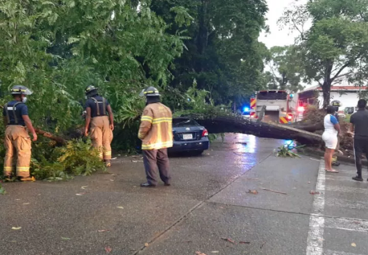 Auto afectado por caída de árbol en la comunidad de Margarita. Fotos: Diómedes Sánchez.