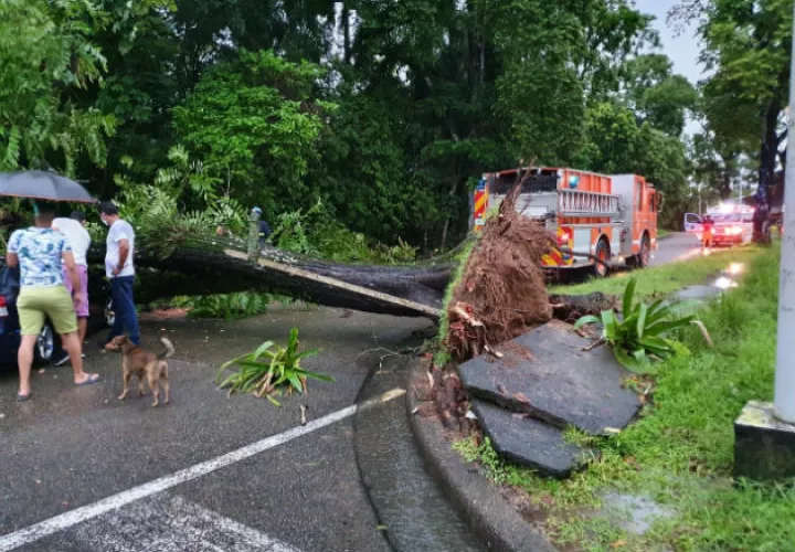 Auto afectado por caída de árbol en la comunidad de Margarita. Fotos: Diómedes Sánchez.