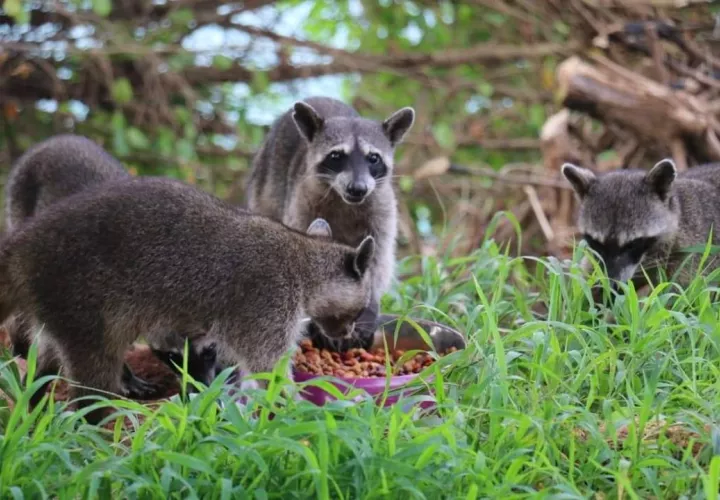 MiAmbiente hace un llamado para que eviten alimentar a los mapaches.