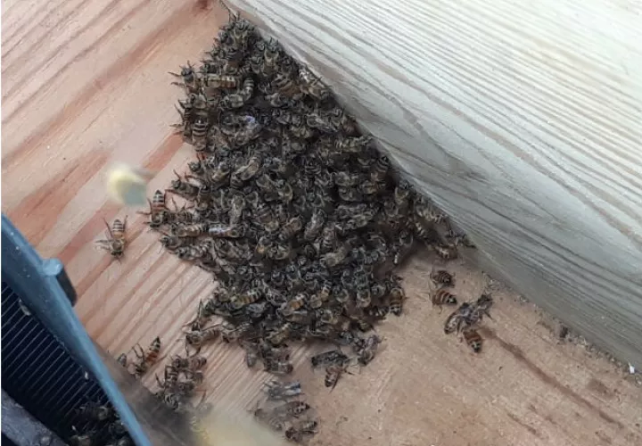 Parte de esta investigación es poder definir qué tipo de abeja predomina en el país. Fotos: Eric A. Montenegro.