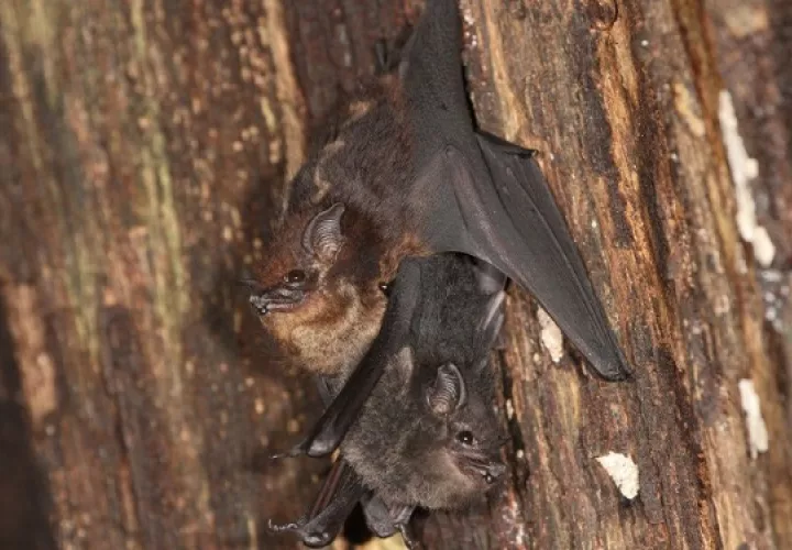 Murciélago hembra 'Saccopteryx bilineata' y su cría. Foto: Michael Stifter