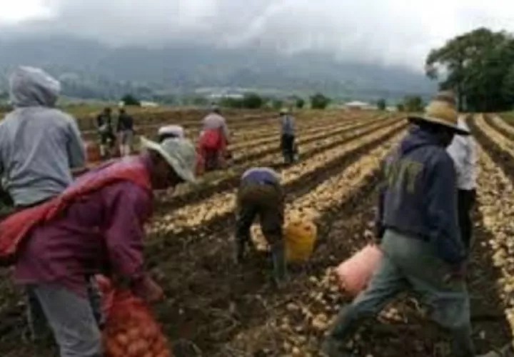 Los productores nacionales no solo están confrontando problemas por el contrabando desde Costa Rica de ñame, sino también con el tomate, pepino y otros productos.