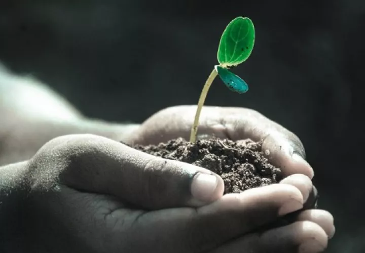 Se prevé sembrar aproximadamente 500 plantones. Foto: Ilustrativa / Pixabay