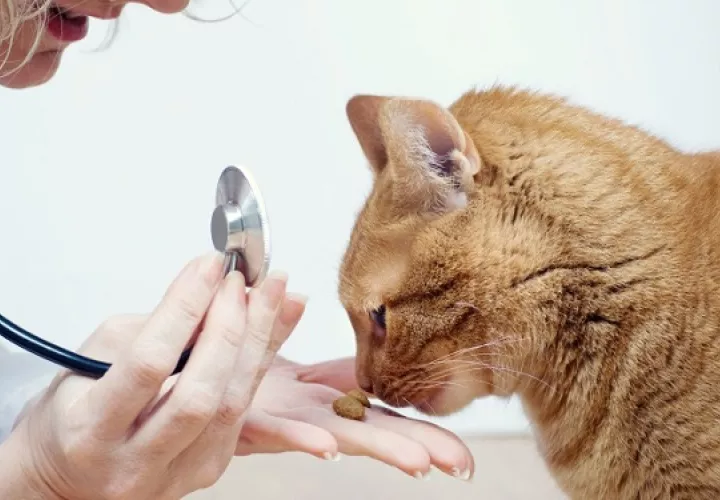 Servicios veterinarios. Foto: Ilustrativa / Pixabay
