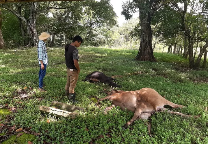 Hace aproximadamente un año se dio un hecho similar en la comunidad de Llano Catival en el distrito de Mariato