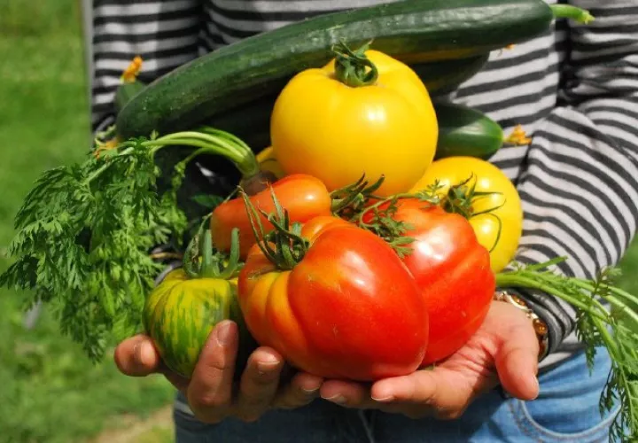 Buscan reducir  la pérdida de alimentos. Pixabay/Ilustrativa