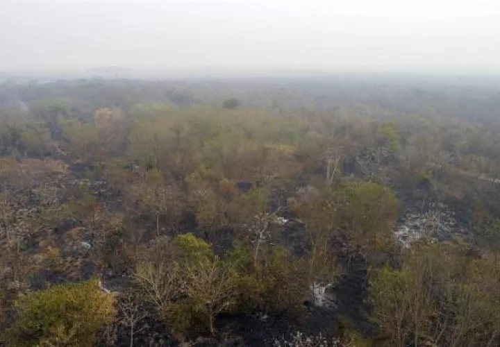 Los incendios en el mes de agosto registraron una tímida reducción frente a los del mismo mes del año anterior, mientras la tala ilegal avanza sin tregua en la Amazonía, que está en camino de cerrar 2020 con un récord de área devastada. FOTO/EFE