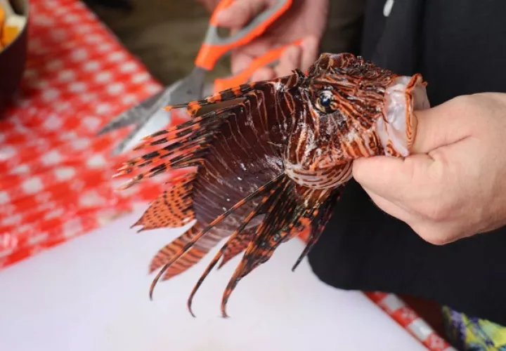 El pez León es capaz de devorar cualquier especie marina. Foto cortesía Arap