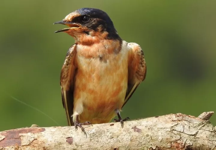 El Primer Encuentro Nacional de Observadores de Aves de Panamá fue un éxito. 