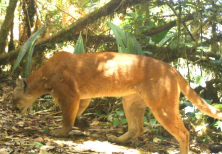 Un ejemplar de tapir (macho de monte), fue captado también por la cámara trampa. Fotos: Mayra Madrid. 