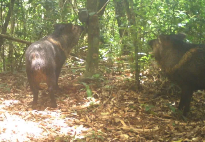 Un ejemplar de tapir (macho de monte), fue captado también por la cámara trampa. Fotos: Mayra Madrid. 