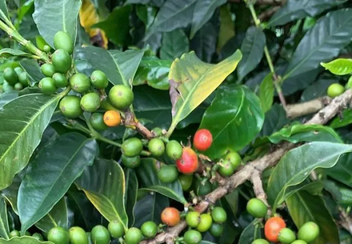  Se reproducen otras 14 variedades de café, que estarán listas para su traslado al campo definitivo al inicio de las lluvias del próximo año