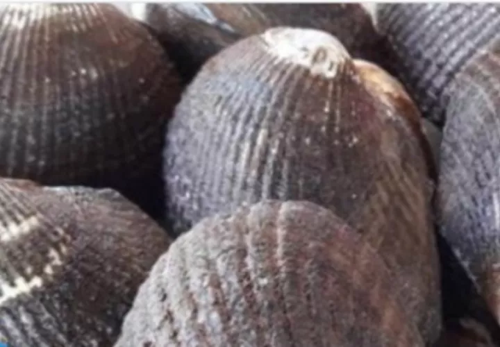 Conchas negras.  Cortesía