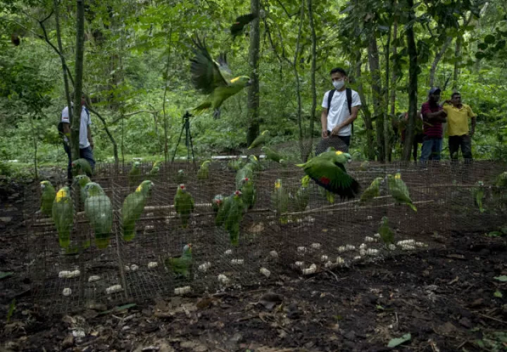 Varias loras vuelan tras ser liberadas en su hábitat natural en Chinandega (Nicaragua). Fotos: EFE..