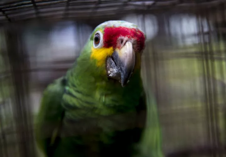 Varias loras vuelan tras ser liberadas en su hábitat natural en Chinandega (Nicaragua). Fotos: EFE..