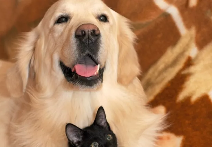  En algunas ocasiones por más que se cuide el entorno de la mascota ocurren algunos accidentes. Foto: Ilustrativa / Pixabay