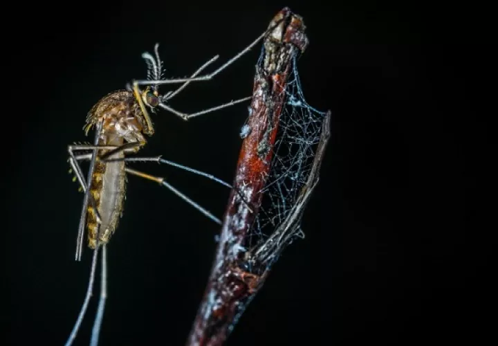 El mosquito transmite varias enfermedades. Foto: Ilustrativa / Pixabay