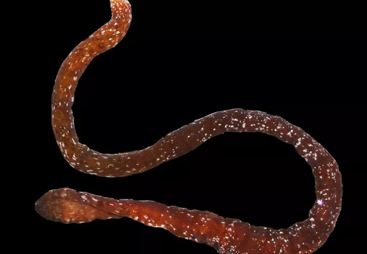 'Euborlasia maycoli'. Foto: Natsumi Hookabe