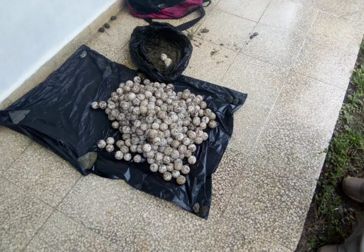 pedasi-huevos_de_tortuga.jpg