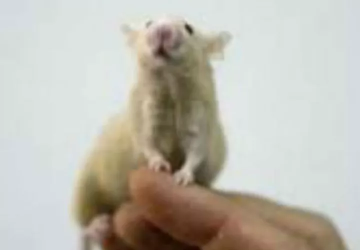El equipo utilizó un modelo de ratón para el cáncer de mama en el que analizaron el suministro de oxígeno dentro de estos tumores. Fotos: Archivo/Ilustrativa.