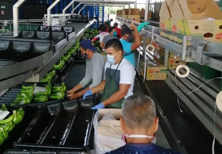 Para este año, las exportaciones de banano suman un total de 85 millones 442 mil dólares en los primeros siete meses.