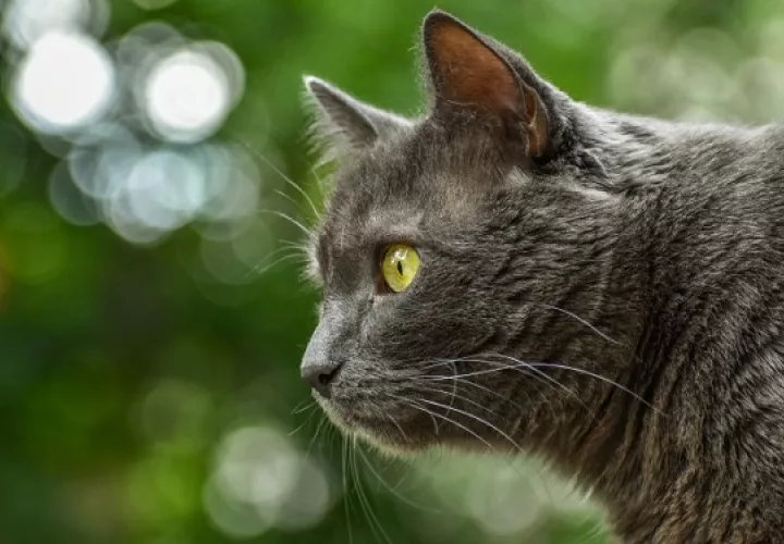 Los gatos son más autónomos que los canes. Foto: Ilustrativa / Pixabay