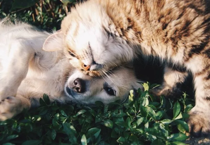 La esterilización ofrece varios beneficios para la salud del animal de compañía de por vida. Foto: Ilustrativa / Pixabay