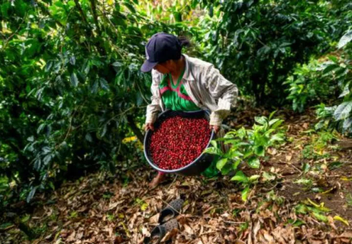 En Chiriquí, hay unas 3 mil 209 fincas de café y una producción aproximada de 160 mil quintales del rubro, de los cuales 50 mil son para exportación.