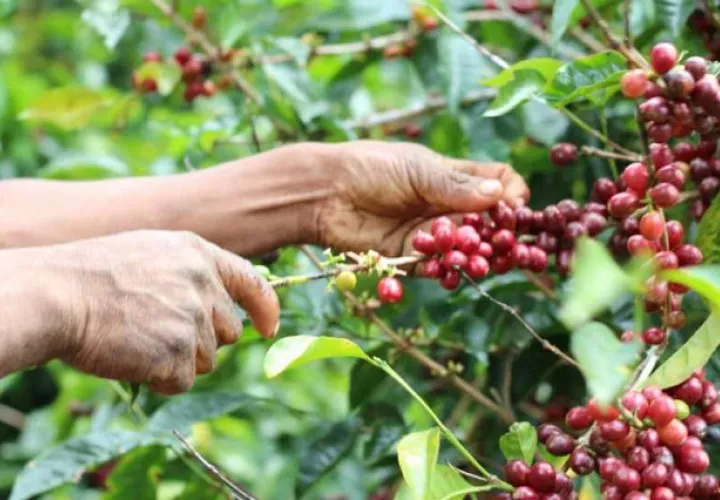 Los casos de desalojos se dieron en fincas cafeteras en Boquete, Chiriquí. 