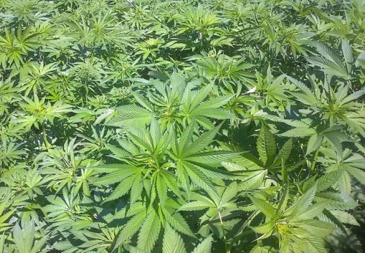 El cáñamo suele confundirse con la marihuana.