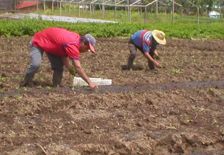 Panamá no puede seguir con las mismas herramientas de financiamiento y de apoyo a los productores. Archivo