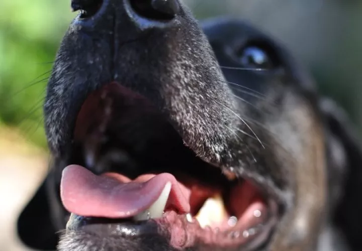 La limpieza bucal canina tiene múltiples beneficios para el perro. Foto: Ilustrativa / Pixabay 