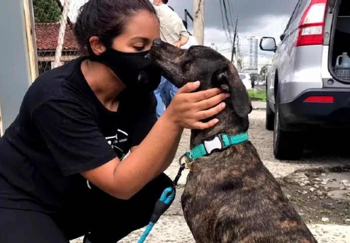 La Fundación MOCA Panamá adeuda más de $4 mil dólares en atención veterinaria a animales en riesgo. Foto: Cortesía