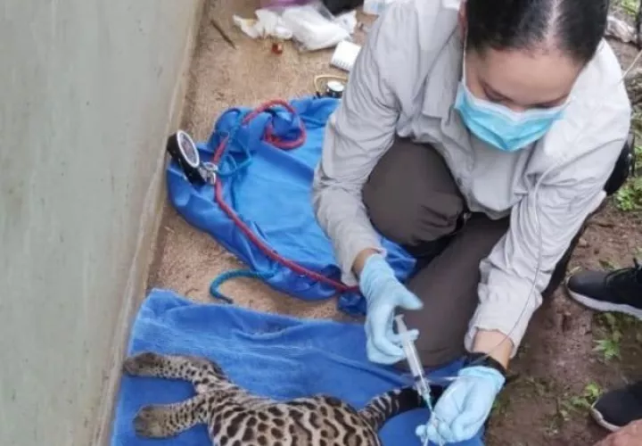 El ocelote Miguelito, quien hace dos meses fue reubicado al Parque Camino de Cruces, luego que se encontrara merodeando el área urbanística de Villa Lucre.