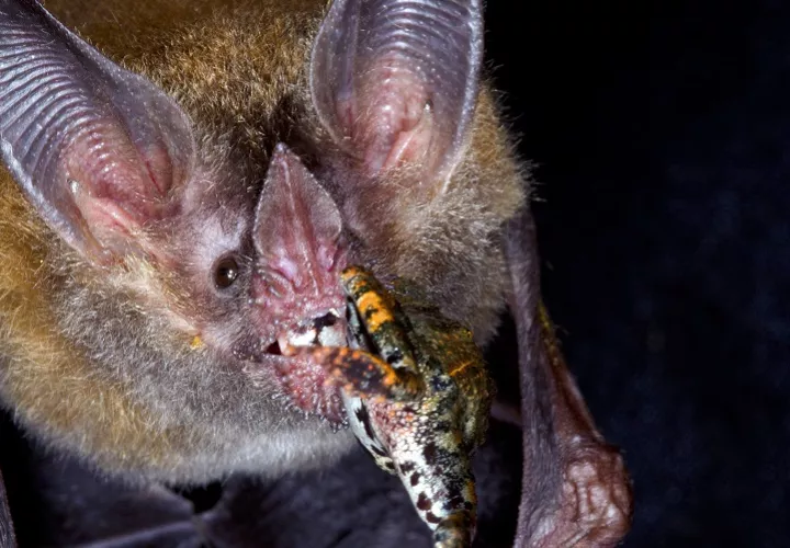 El murciélago de labios de flecos. MARCOS GUERRA.