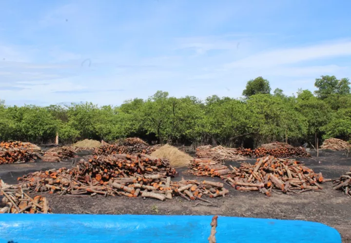 La extracción de mangle para laelaboración del carbón, ha sido por generaciones la principal fuente de empleo para las familias de Espavé, junto a la venta de pescado y almejas. FOTO: ERIC MONTENEGRO
