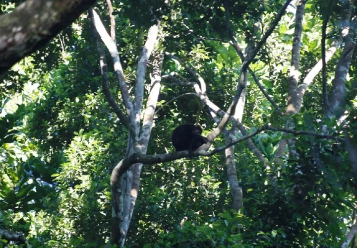 Monos tití y aulladores se pueden observar en el Parque Nacional Camino de Cruces. Foto cortesía