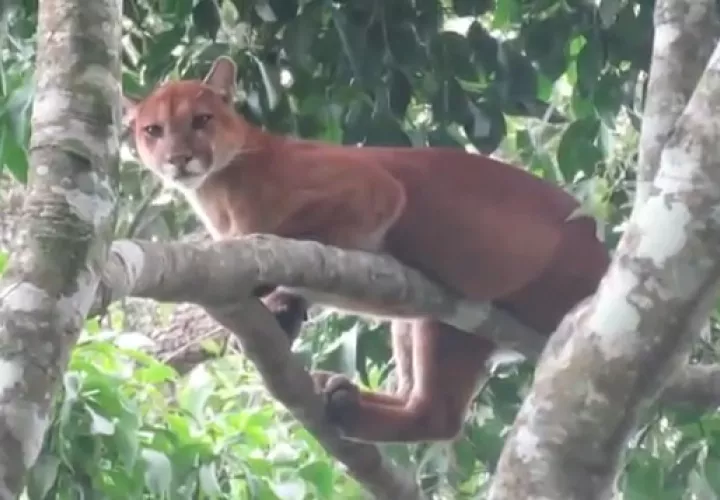 Puma visto en Divalá.