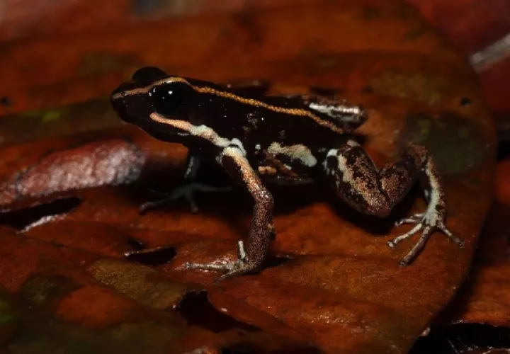 Las ranas del estudio se obtuvieron de Bocas del Toro y Panamá Oeste.