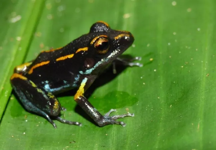 Las ranas del estudio se obtuvieron de Bocas del Toro y Panamá Oeste.