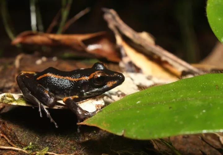 Las ranas del estudio se obtuvieron de Bocas del Toro y Panamá Oeste.