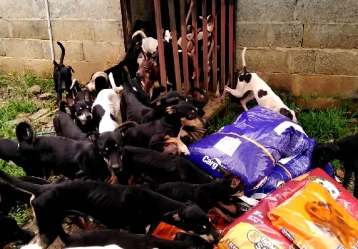 La Fundación MOCA Panamá alberga a unos 60 perros, otros 20 están en hogares temporales. Foto: Cortesía
