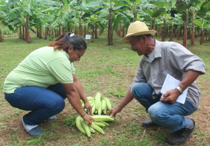 Este tipo de actividades es una inyección a la economía del productor coclesano. Foto: Eric A. Montenegro..
