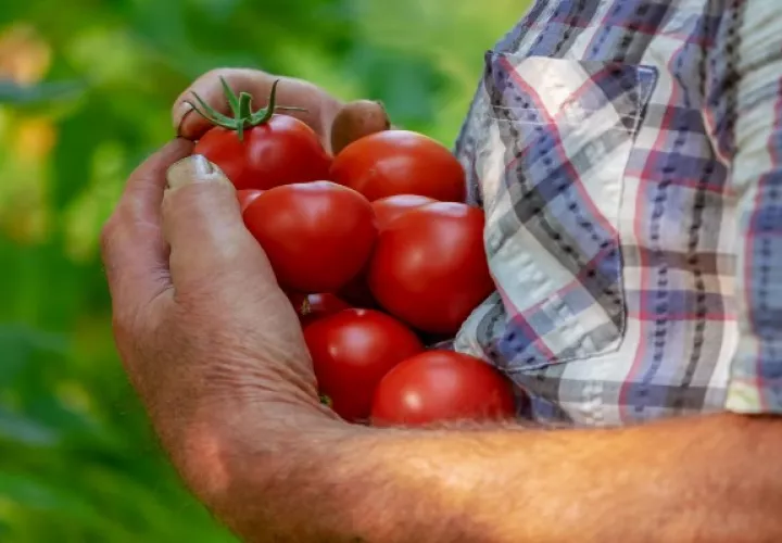 El tomate está en sobreproducción. (Imagen ilustrativa: Pixabay)